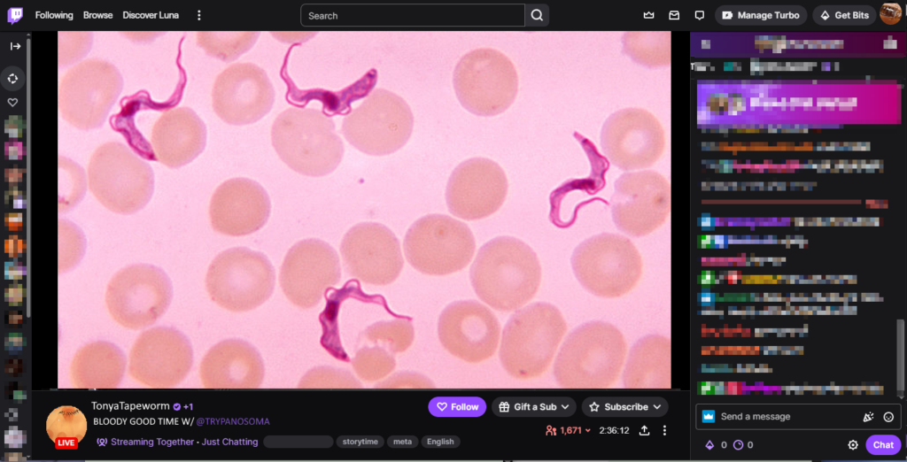 parody twitch screen of a tapeworm's account streaming trypanosoma, under microscope