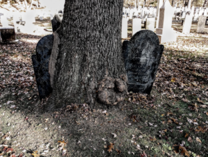 A tree grows through two gravestones

